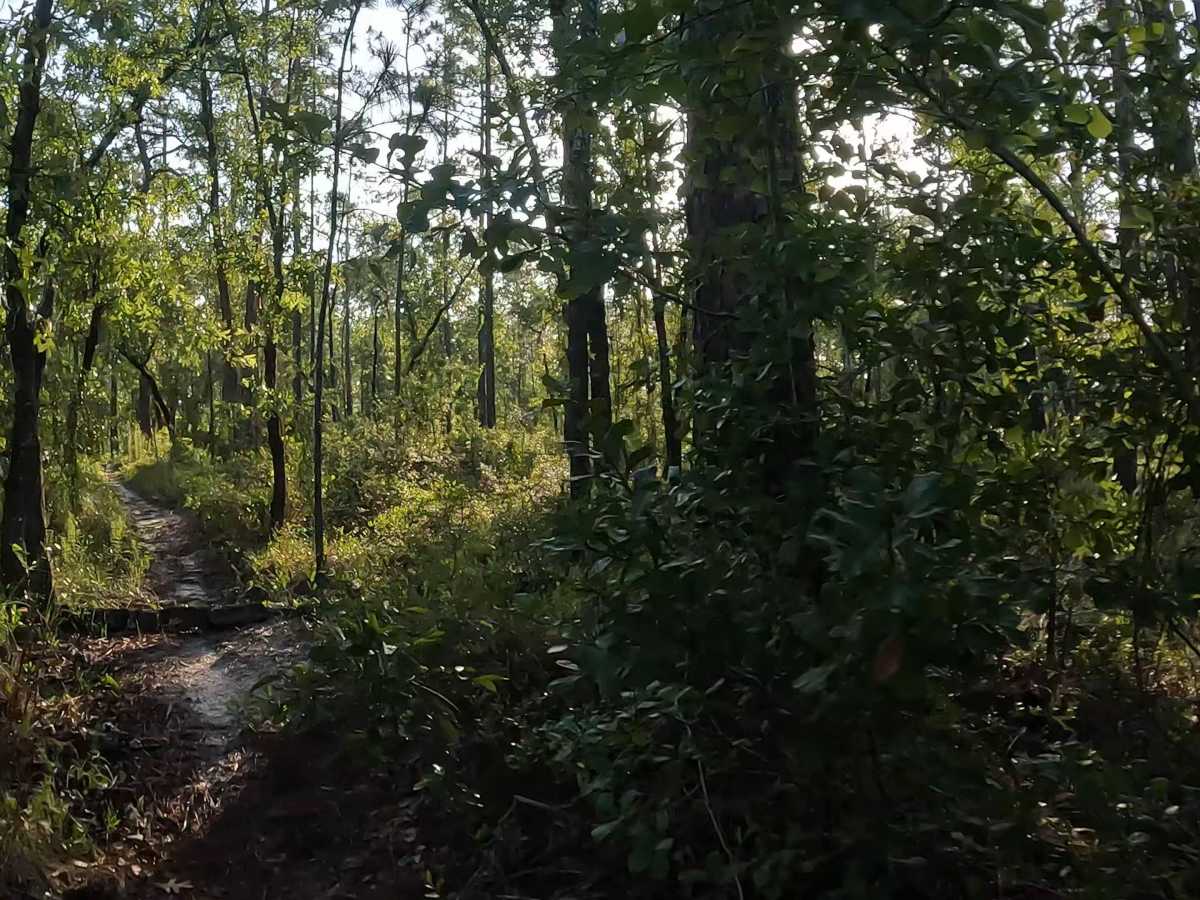 East - FS 15 photo 2