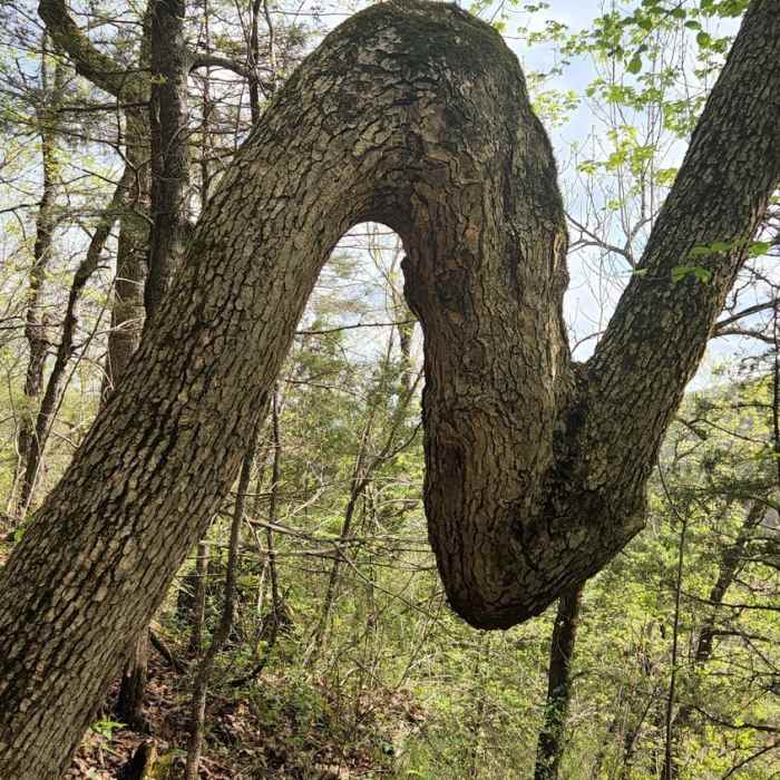 Crooked tree Near Twin Falls Trail