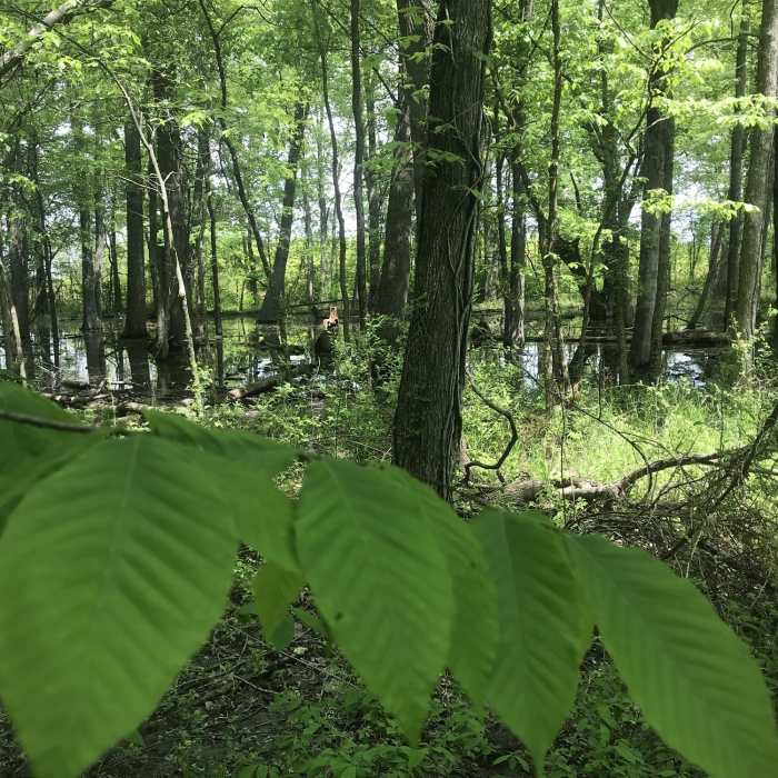 Vernal pool in late spring. Near Marsh Hawk Trail