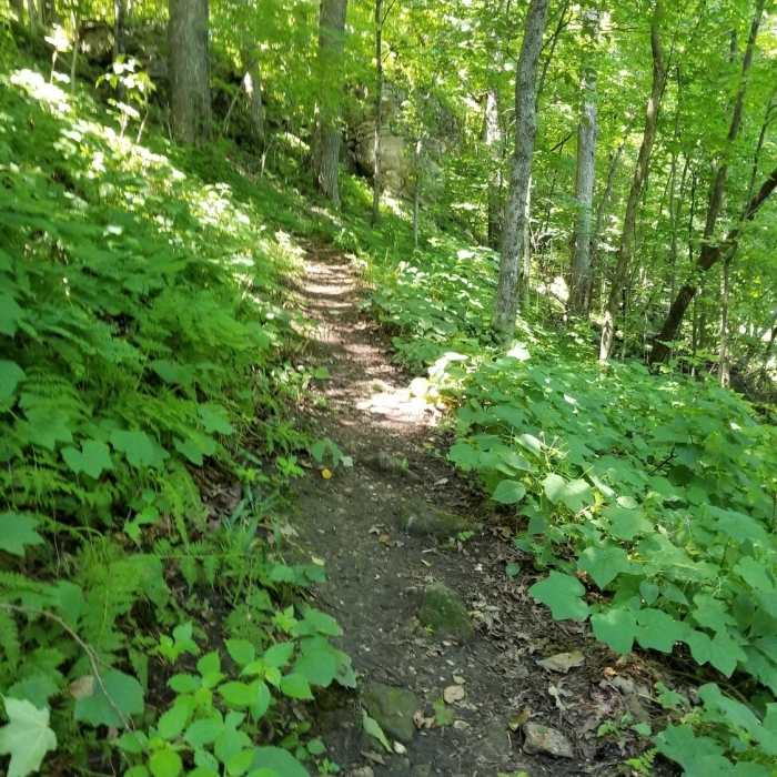 View of trail with the top in sight Near Switch Back Trail