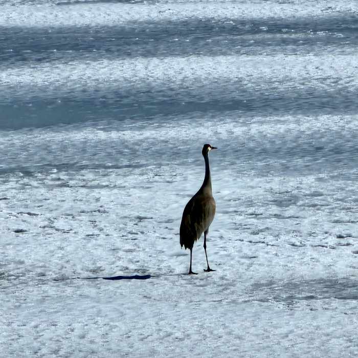 Sandhill cranes returning to Stone Lake at the end of winter. Near Carver Park Reserve - Lowry Nature Center