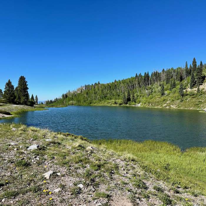 Near CDT: New Mexico Section 29