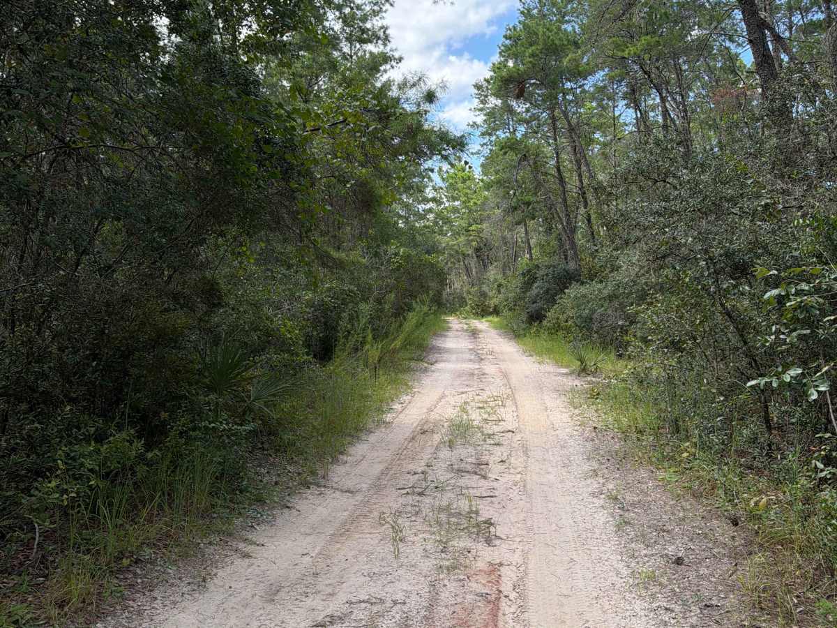 Ocala National Forest 40-22.7 photo 2