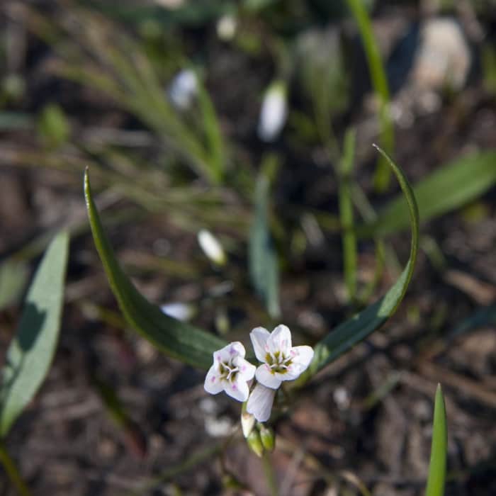 Near Alpine Way Trail, Fishhook Creek to Iron Creek
