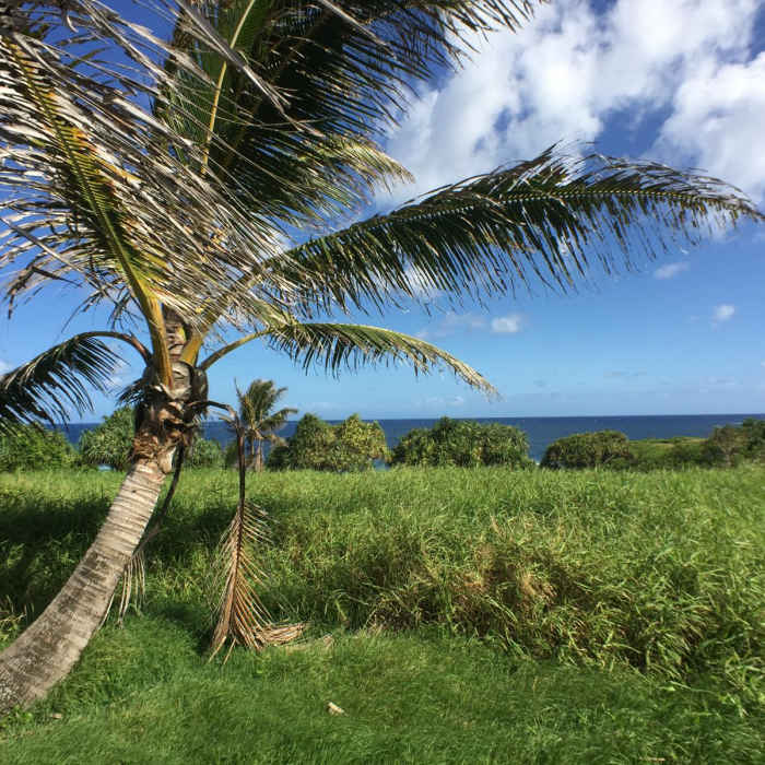 Near Pipiwai Trail Near Pipiwai Trail