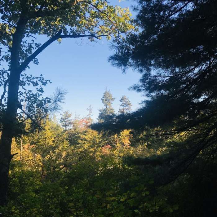 Near Ponkapoag Pond Loop