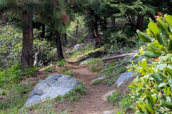 North Knob - Trail 319