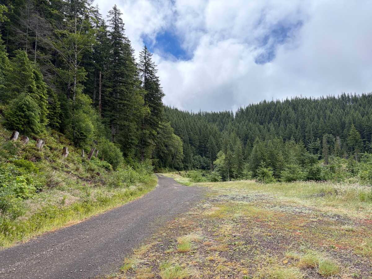 Salmonberry Road photo 3