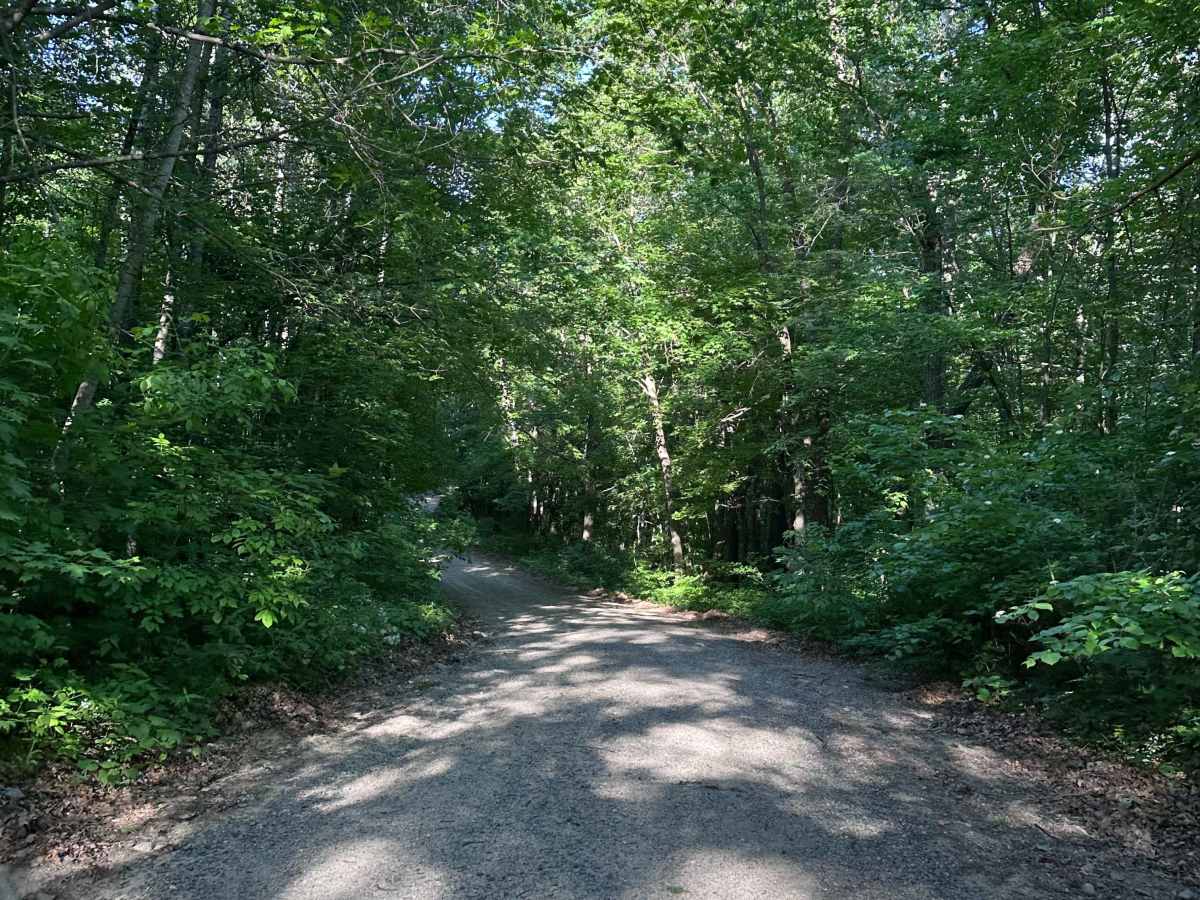 East Gulch Forest Ln photo 3