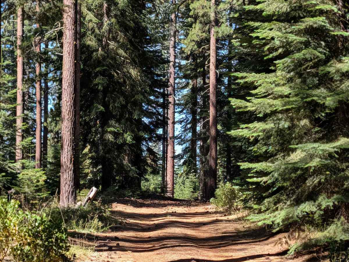 White Deer Lake West - FS 41N40 trail photo