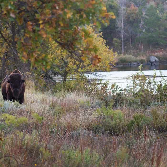 Near Wichita Mountains Wildlife Refuge - Burford Lake