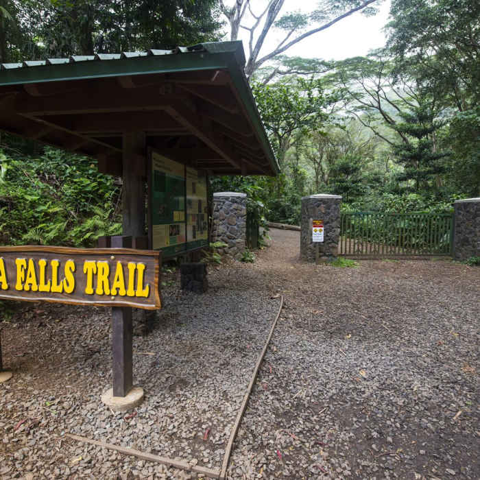 Near MAnoa Falls Hike