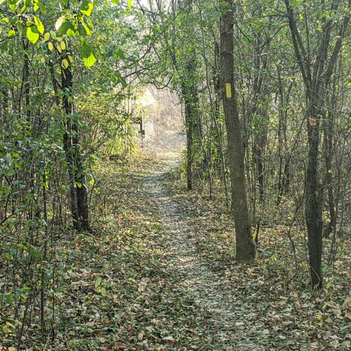 Some leaves are still hanging on. Near Kame Loop Trail
