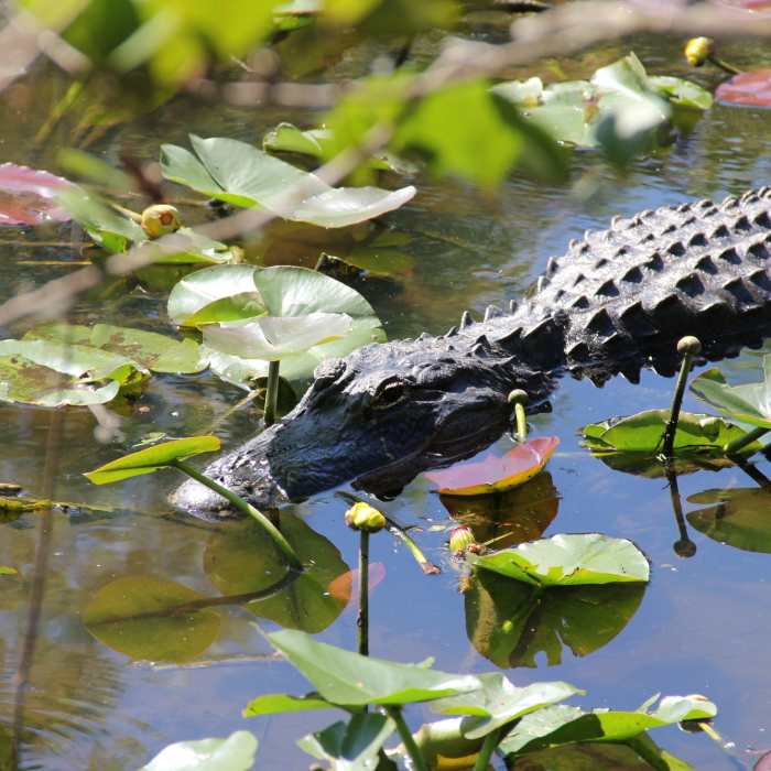 Camouflage Near Tram Trail