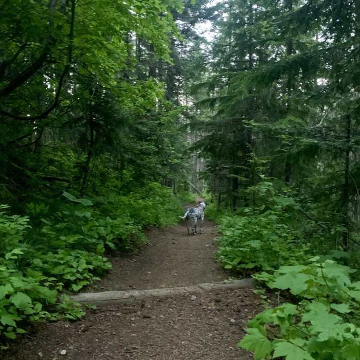 Near Chilco Mountain Trail #14