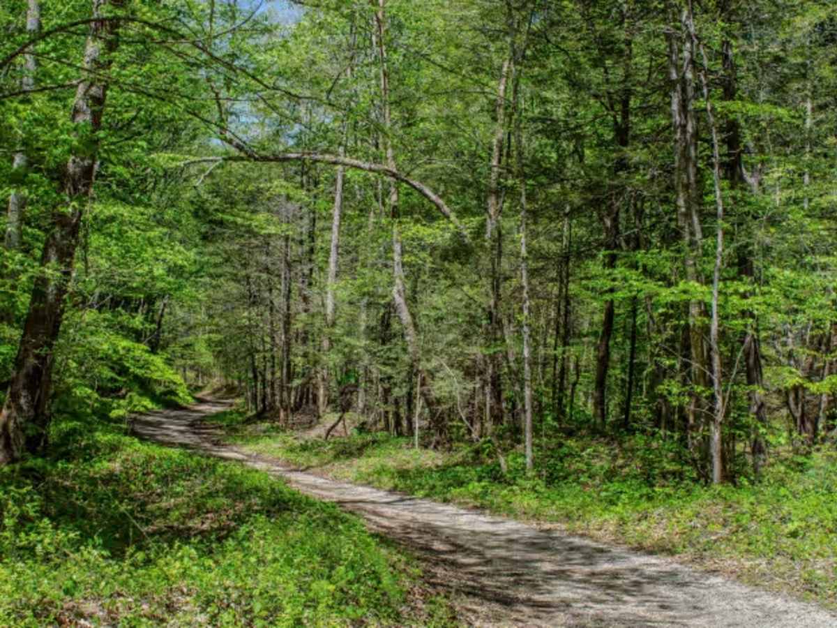 Jake's Branch Road  photo 2