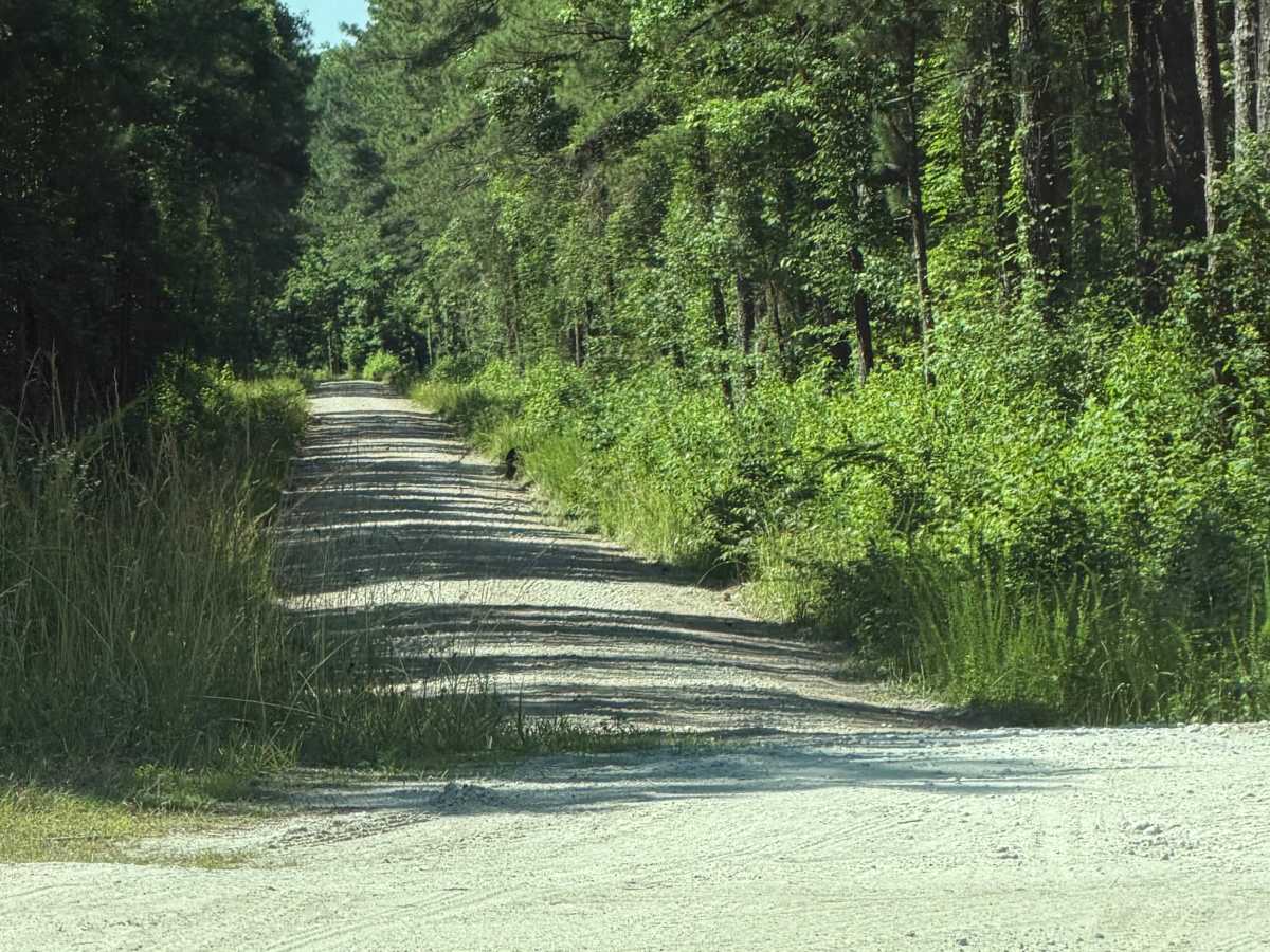 Pine Grove - FS 156 trail photo