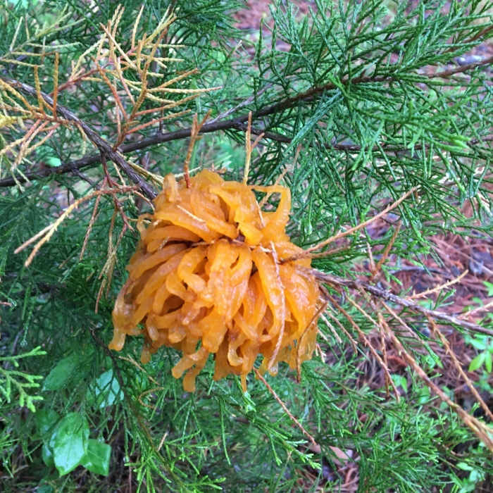 Cedar-Apple Rust Fungus. Near Brumley Forest Nature Preserve Loop
