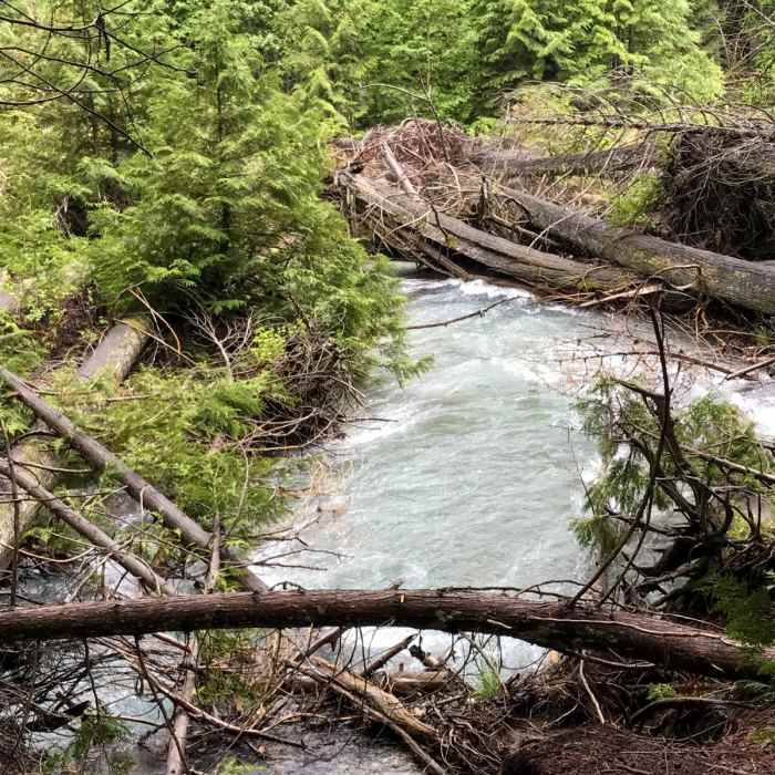 Near Trail of the Cedars