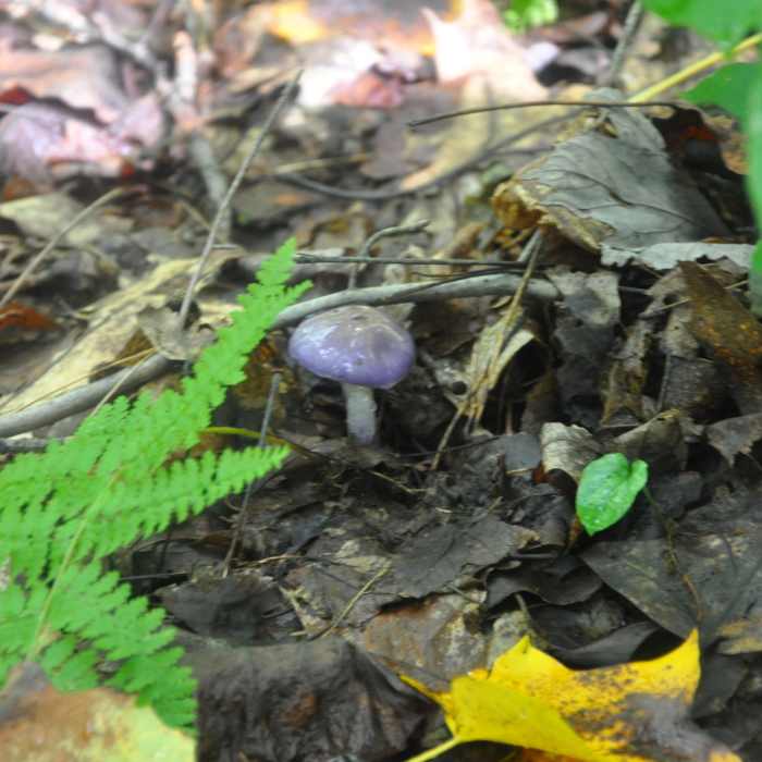 Near Tour of Roaring Run
