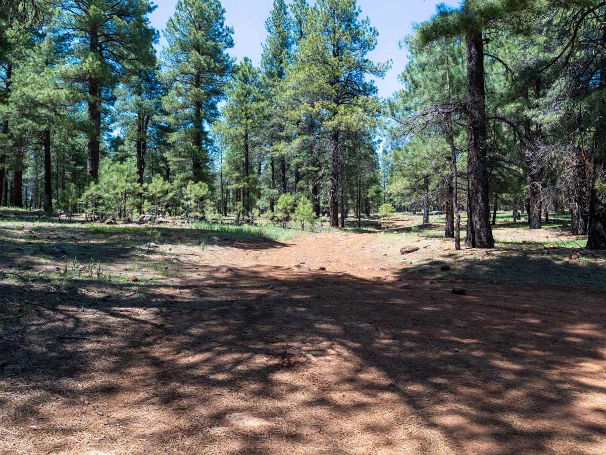 Woody Ridge - FS 535B photo 6