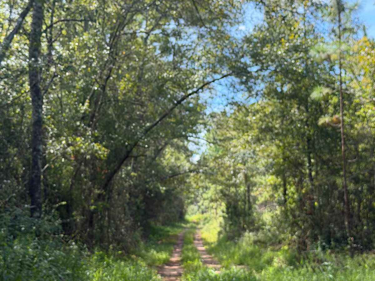 Beaver Creek Road R74 photo 5