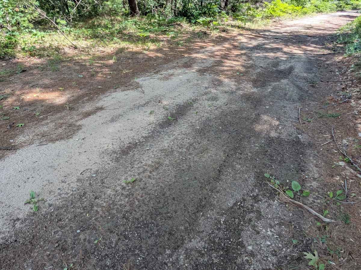 Jackpine Trail photo 3