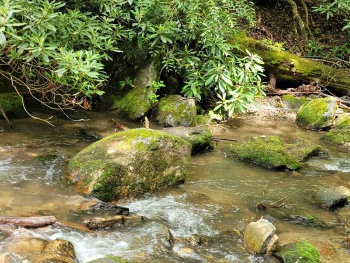Gold Mine Road (Willis Knob) photo 4