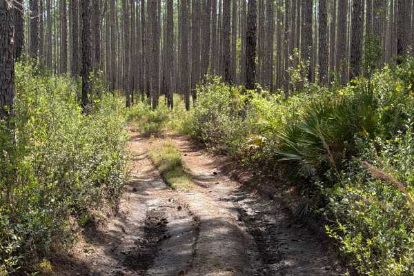 Firewood Loop - Apalachicola 364 C