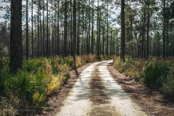 Bell's Cemetery Road - Jennings State Forest
