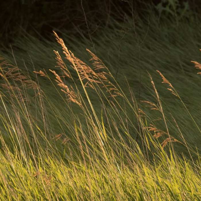 Near Trail of the Mourning Dove Near Trail of the Mourning Dove
