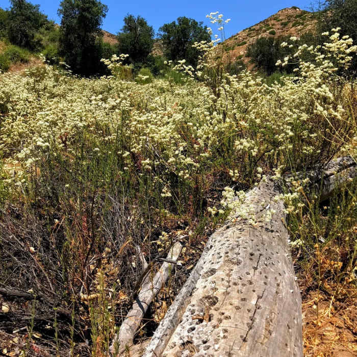 Near Espinosa Equestrian Trail