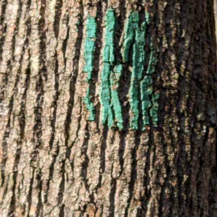 Near Chestnut Hill Loop