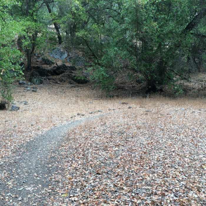 Near Henry Coe (Jackson Field, Wasno Ridge, Bowl Trail)