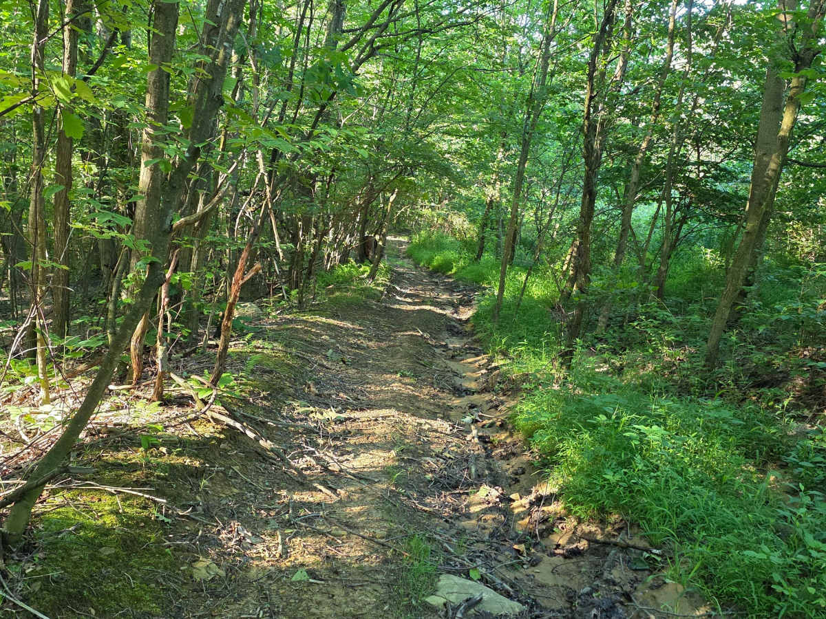 Single Track C5 photo 3
