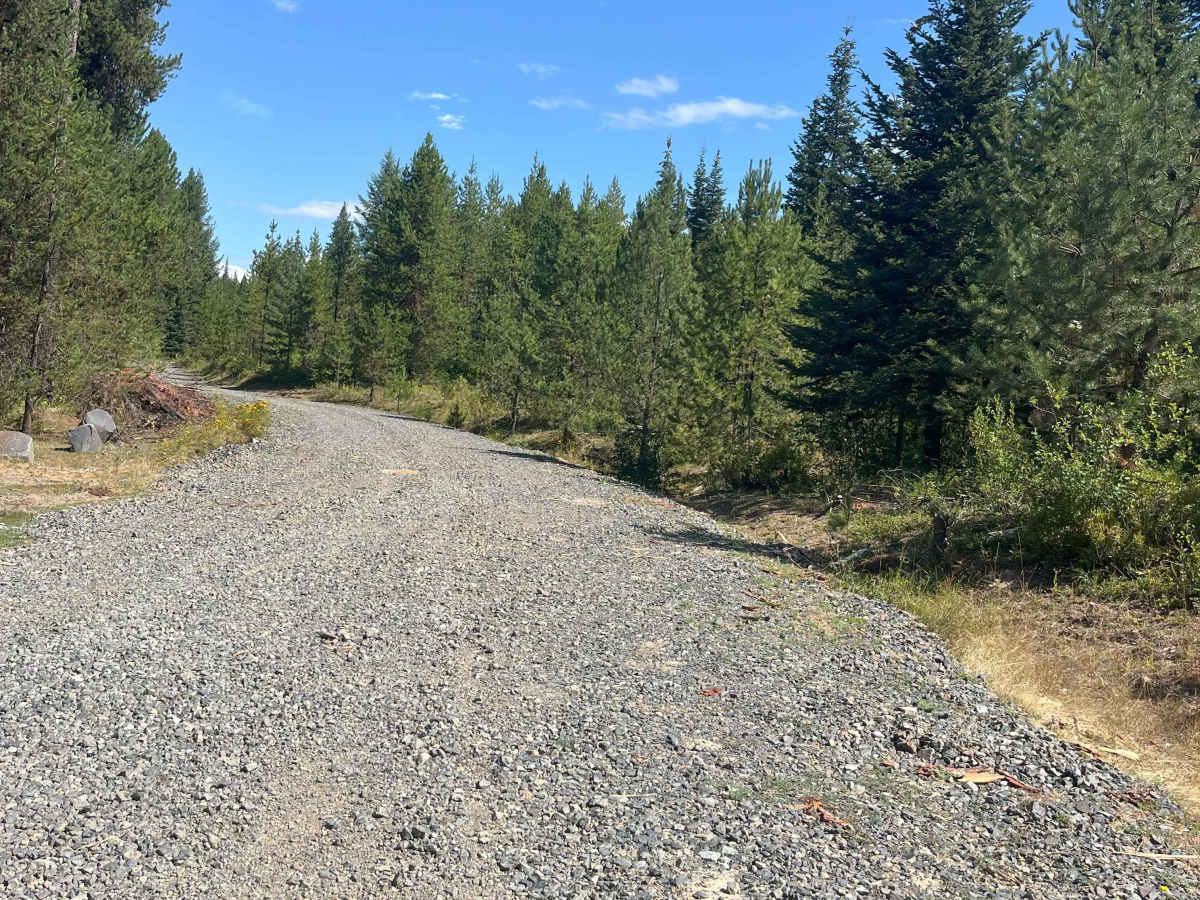 New Logging Road trail photo