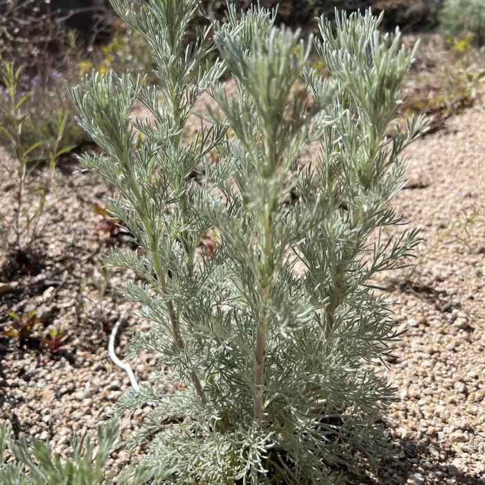 Near Bull Basin Loop