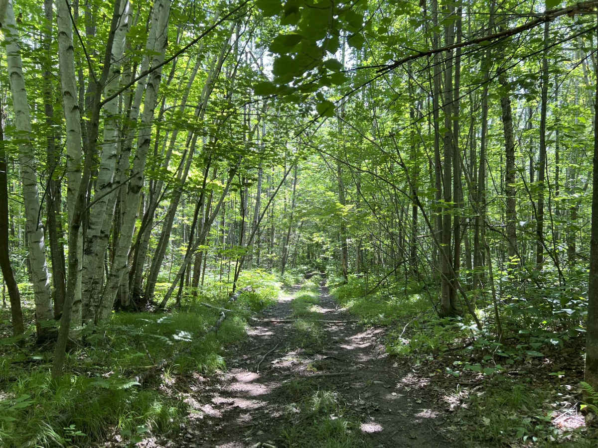 Forest County ATV/ SXS 8 Mile Loop Trail 4 photo 3