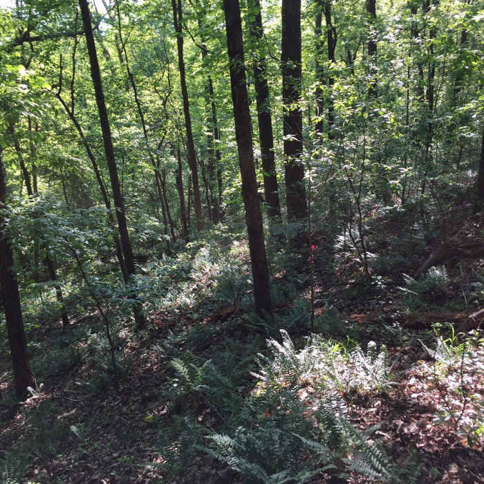 View looking from the fairway. You can see that there is not a clear path. Near Scout Trail
