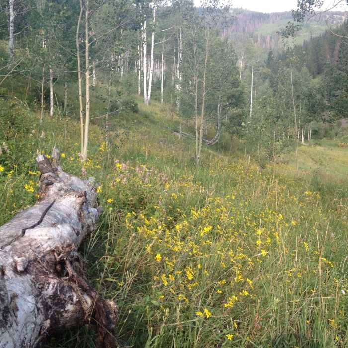 Near Game Creek Trail
