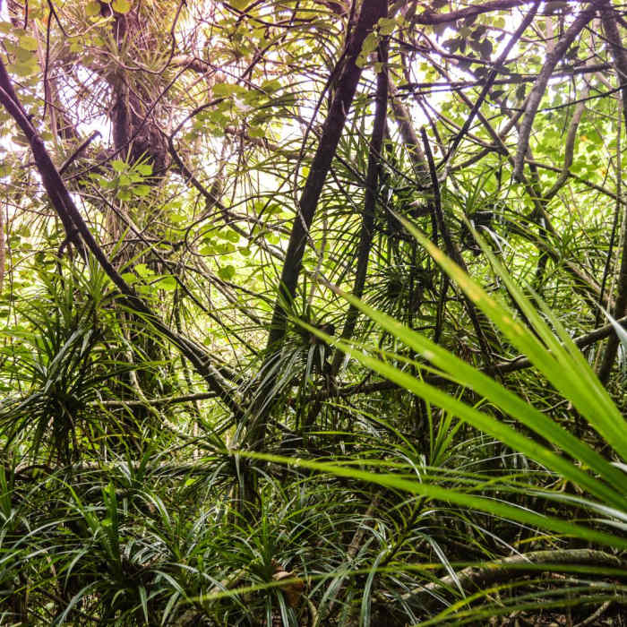Near Kulana'ahane Trail Near Kulana'ahane Trail