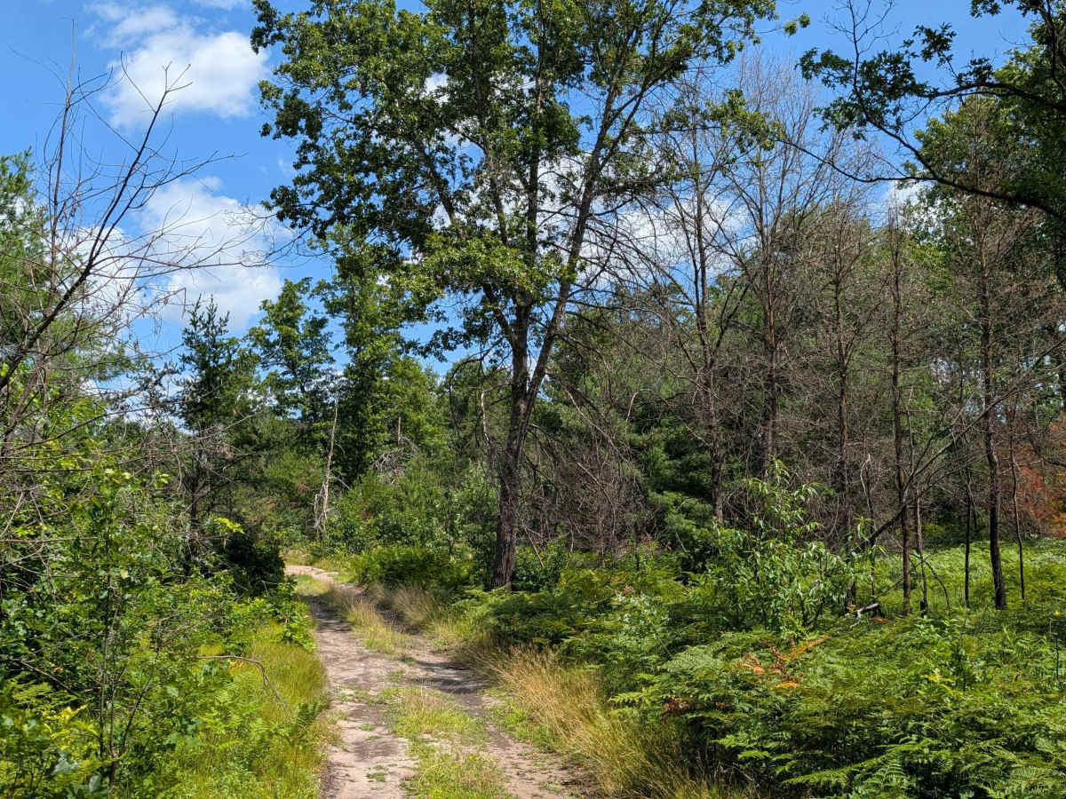 Cranberry Trail photo 4