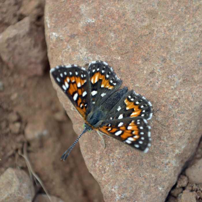 Near Kwaay Paay Peak Trail