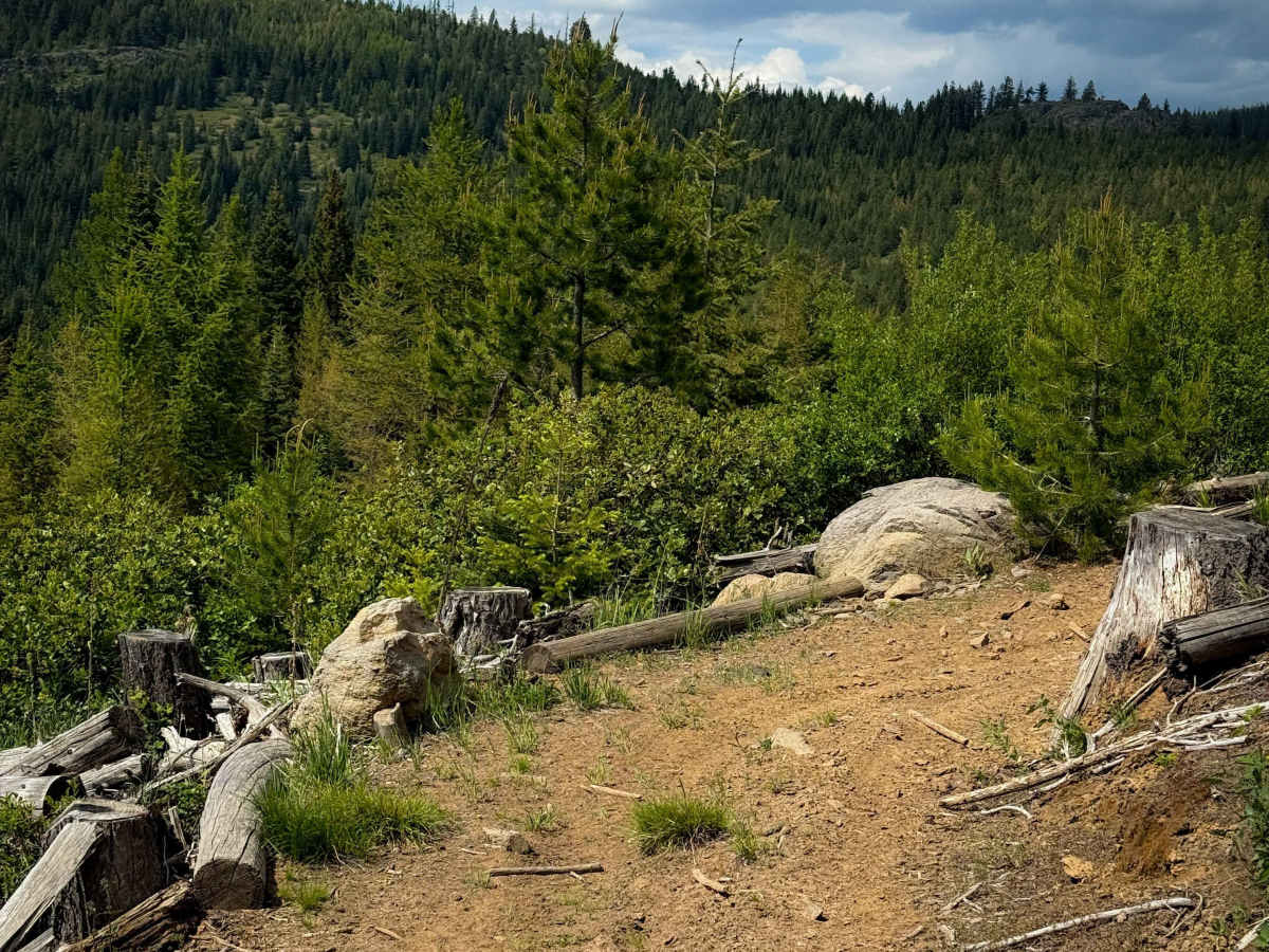 Bingo Bongo - Trail 480  photo 6