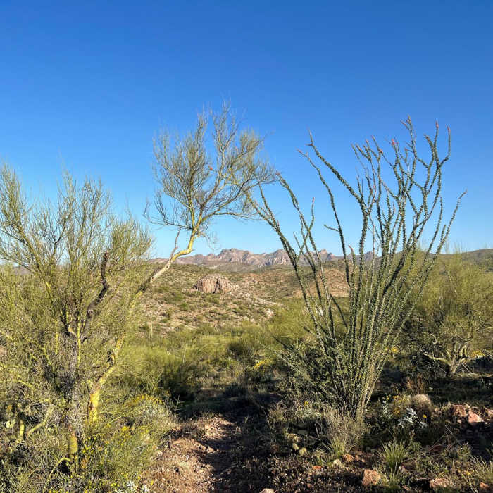 Near Arizona Trail Passage 18: Reavis Canyon
