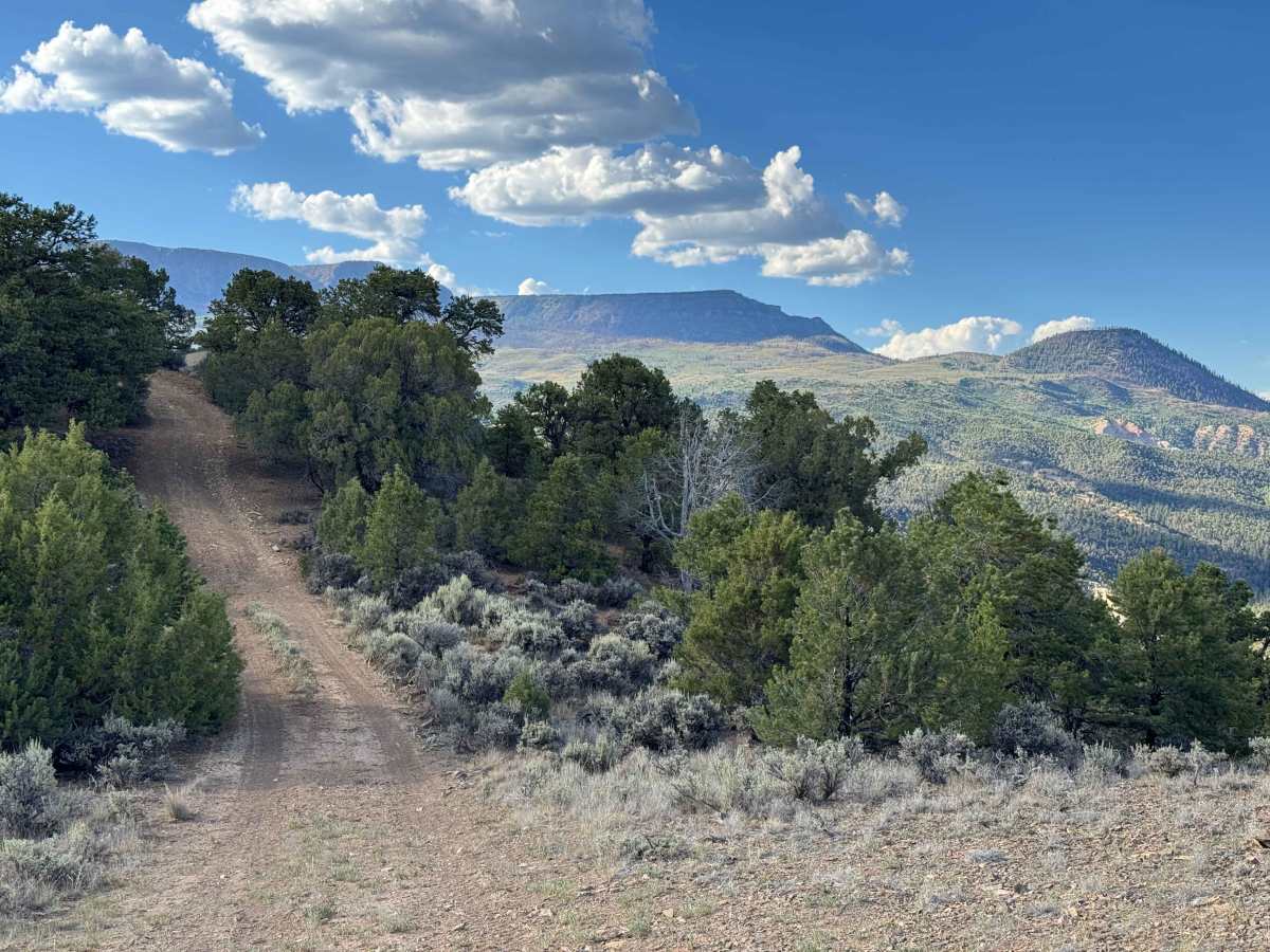 BLM 8453F photo 4