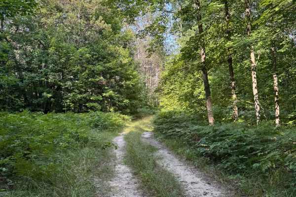 Healy-Henry South Trail