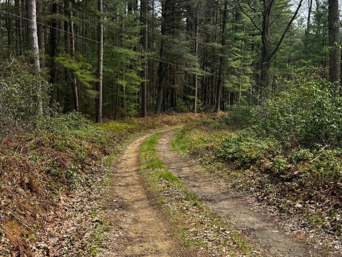 Pine Hollow Road photo 3
