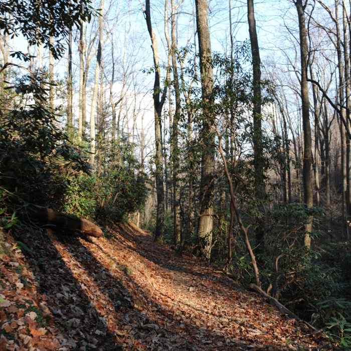 Lead Cove Trail as the sun begins to set. Near Lead Cove Trail
