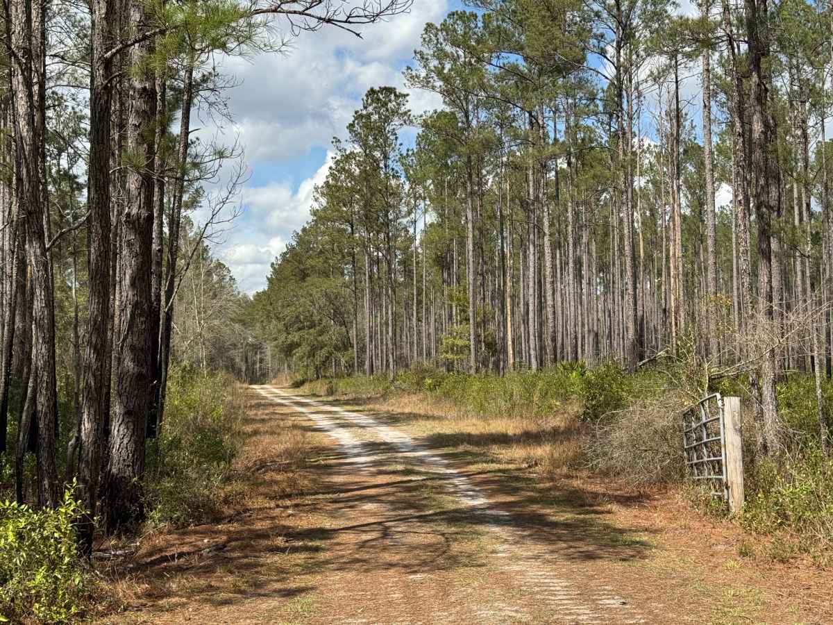 Cement Bridge Road trail photo